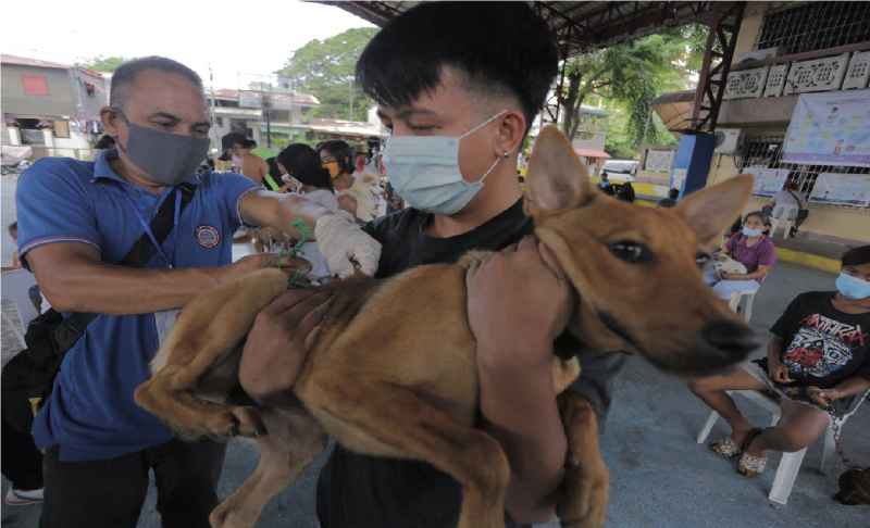 Amianan Balita Ngayon | City vet conducts 7 days animal rabies ...